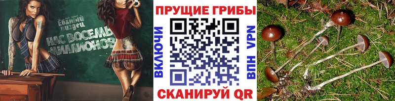 Купить где  Людиново  Псилоцибиновые грибы мухоморы 